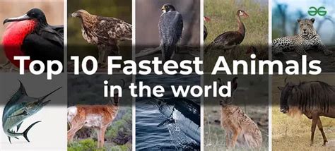 Top 10 Fastest Animals on the Planet (Land, Air, & Water)