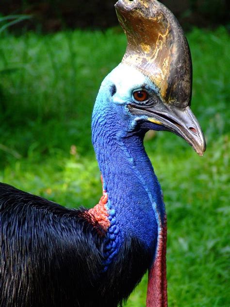 The Southern Cassowary - The Most Dangerous Bird on Earth | The Ark In ...