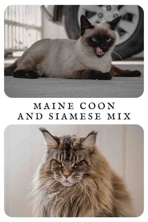 Maine Coon And Siamese Mix Traits