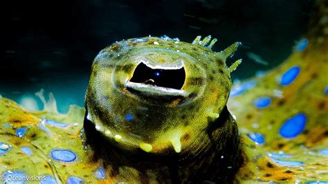 the eye of a peacock flounder fish : r/underwaterphotography