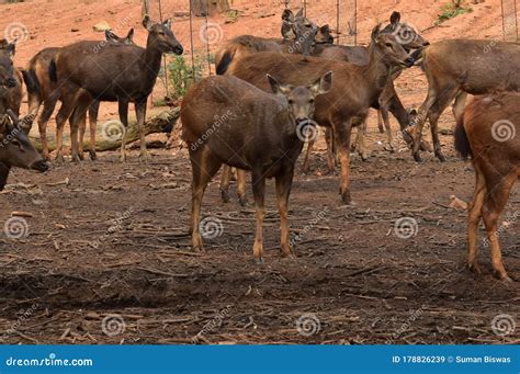 This is an Image of Beautiful Group of Sambar Deer in India. Stock ...