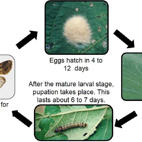 Mean ± SE mortality of different life stages of Spodoptera litura.... | Download Scientific Diagram