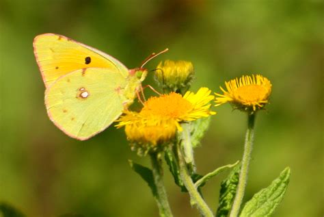 Clouded Yellow | Dorset Butterflies