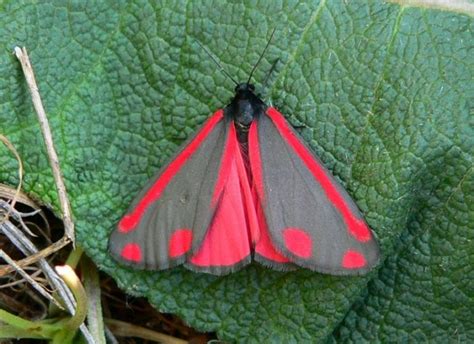 Cinnabar Moth: Identification, Life Cycle, Facts & Pictures