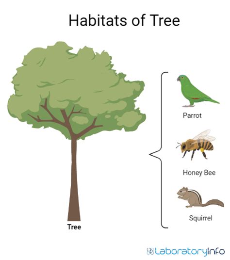 Niche Vs Habitat : Definition, Examples, Differences and Diagrams - Laboratoryinfo.com