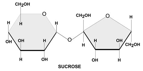 What is Biomolecules - Definition of Biomolecules, Notes, Examples ...