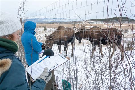 Moose - Yukon Wildlife Preserve