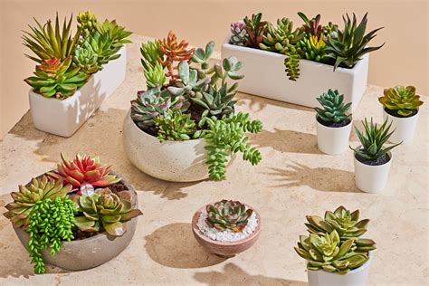 The Best Fake Succulents: IKEA, Target & 3 Others | Apartment Therapy