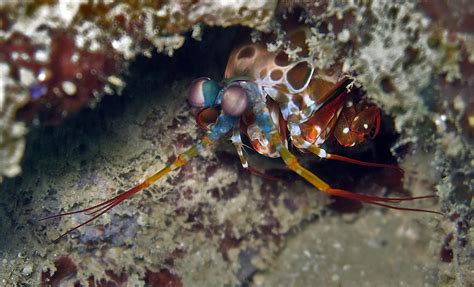 Madang – Ples Bilong Mi » Blog Archive » Mantis Shrimp – The Aliens in My Front Yard