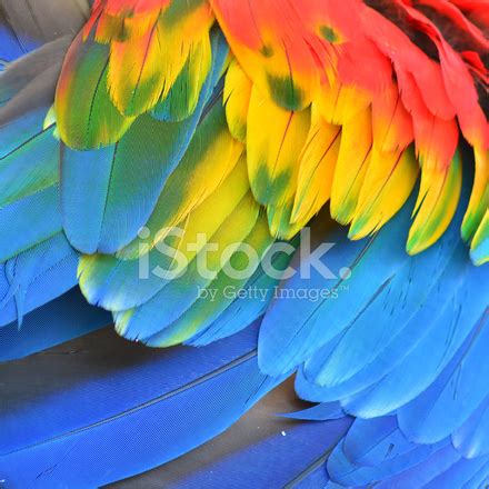 Macaw Feathers Stock Photo | Royalty-Free | FreeImages