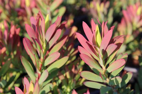 Leucadendron salignum 'Winter Red' | Native Sons Wholesale Nursery