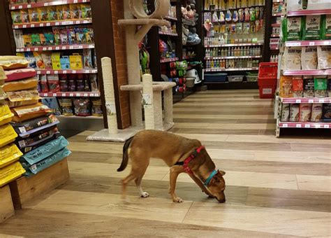 Reasons To Work At A Pet Store While In College | vlr.eng.br