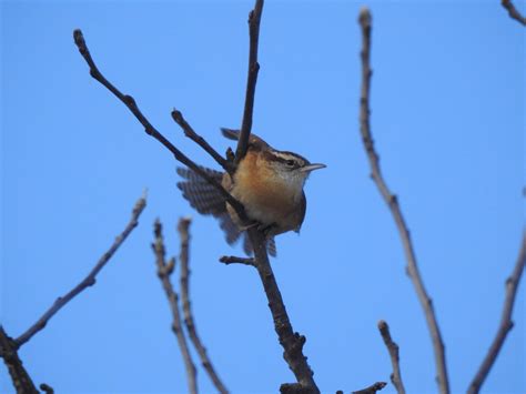 Carolina Wren - Livingston County, MI USA : r/birding