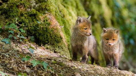 Fox Pups – Bing Wallpaper Download