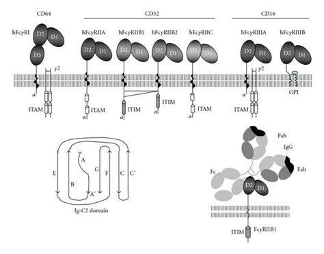 Metastatic Melanomas Express Inhibitory Low Affinity Fc Gamma Receptor ...