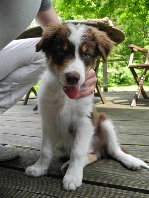 What Would A Border Collie Australian Shepherd Mix Look Like