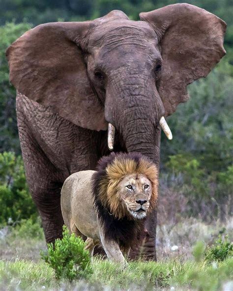 Wildlife Animals & Nature | Bull elephant, Elephant, Animals beautiful