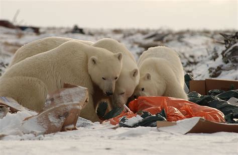 The Biggest Threats To Polar Bear Populations Today - WorldAtlas