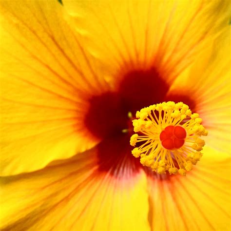 Free Images : nature, sun, sunlight, flower, petal, pollen, green, red, color, colorful, yellow ...