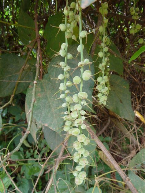 West African Plants - A Photo Guide - Alchornea cordifolia (Schumach ...