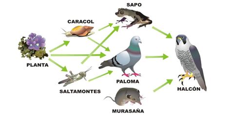 Cadenas Tróficas - Concepto, tipos, características y ejemplos
