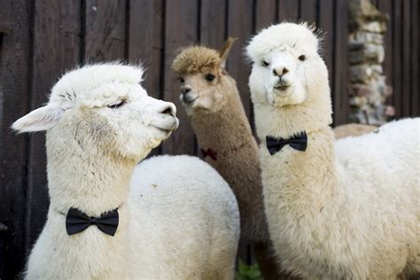 40 Adorable Alpaca Photos to Make You Smile | Reader's Digest