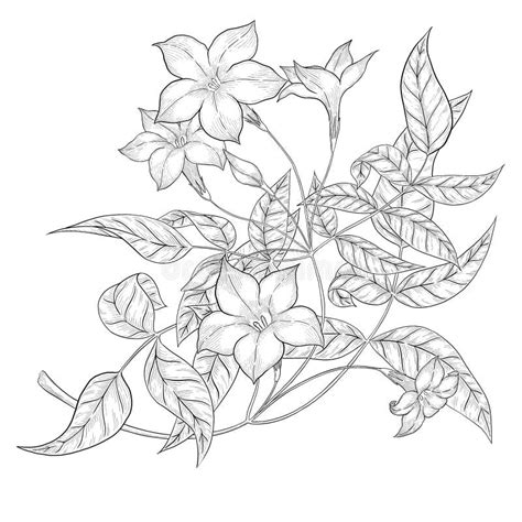 Jasmine Flower Digital Outline Illustration. Stock Illustration - Illustration of background ...