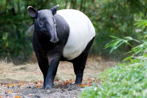 Malayan Tapir Tapirus indicus – Palm Oil Detectives