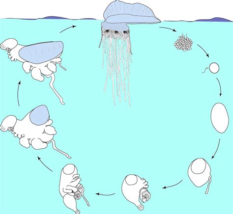 File:Lifecycle of the Portuguese man of war.png - Wikimedia Commons