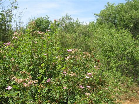 Mother Nature's Backyard - A Water-wise Garden: Plant of the Month ...