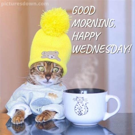 Funny wednesday image cat in a hat - picturesdown.com