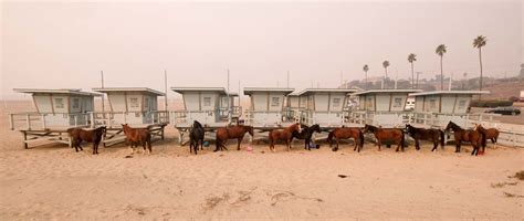 These Haunting Photos Show Animals Fleeing The Massive California Wildfires