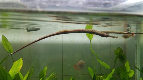 What species of Halfbeak are these? : r/Aquariums