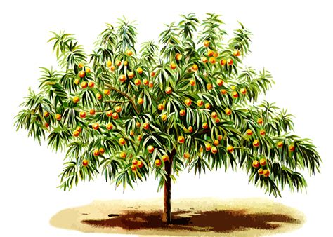 PNG Peach Tree Transparent Peach Tree.PNG Images. | PlusPNG