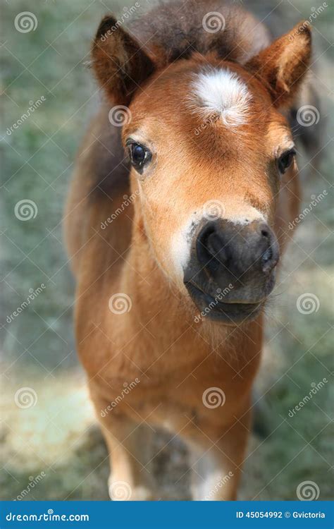 Baby miniature horse stock photo. Image of face, animal - 45054992