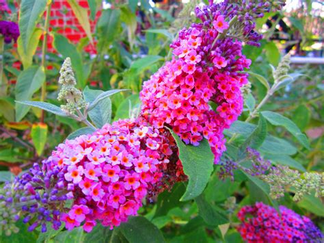 Butterfly Bush: Varieties with Pictures, & How to Care for It