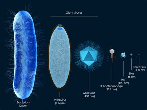 1.1 El descubrimiento de los virus gigantes | BioVirología