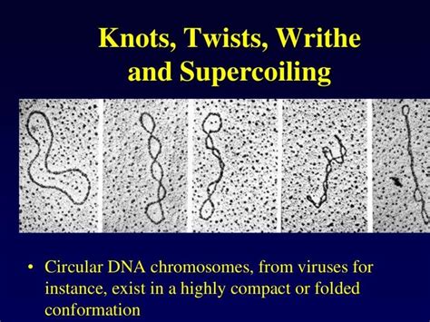 Dna topology