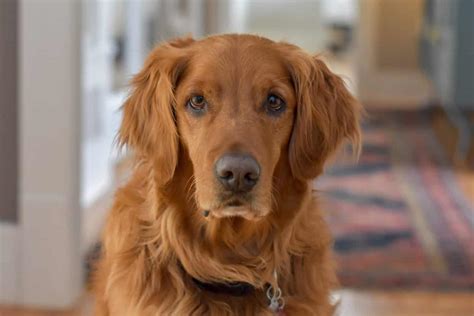 15 Golden Retriever Mix Dogs We’re Totally Obsessed With | Your Dog Advisor