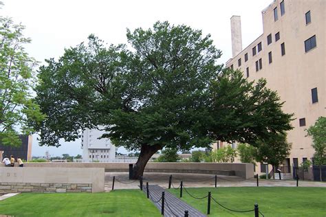 The Survivor Tree, Oklahoma City Memorial | Beauty around the world ...