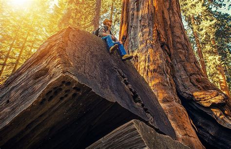 Sequoia National Park, California - WorldAtlas