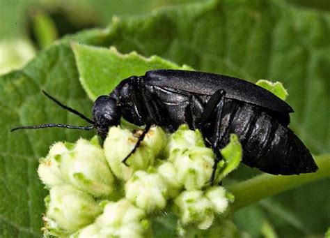 Black Blister Beetle: Identification, Life Cycle, Facts & Pictures