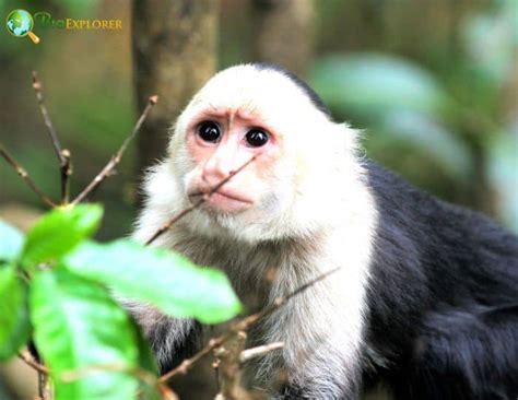 White-throated Capuchin Characteristics | Cebus Capucinus Diet & Facts