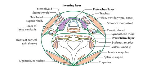 Deep Cervical Fascia (Fascia Colli) – Earth's Lab