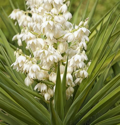 Yucca Plant Care and Growing Tips - Birds and Blooms