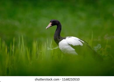 449 Magpie goose Images, Stock Photos & Vectors | Shutterstock