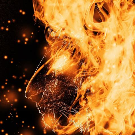 Fire Lion Wallpapers - Top Free Fire Lion Backgrounds - WallpaperAccess