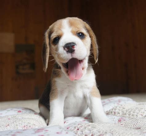 Beagle breeders/Beagle breeders near me/Beagle breeder