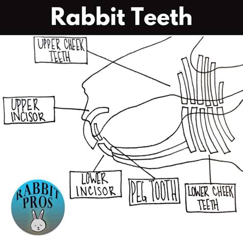 The Definitive Rabbit Teeth Guide.