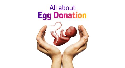 Egg Donation - How Does it Work?